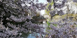 近江八幡、水郷と桜～滋賀県